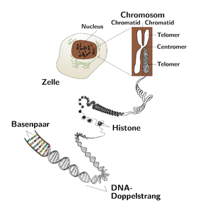 telomer