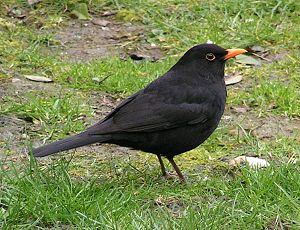 Turdus