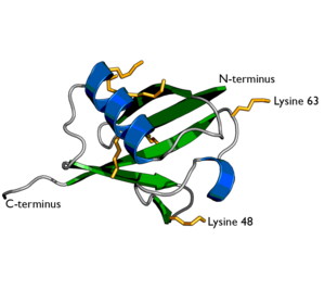 ubiquitin