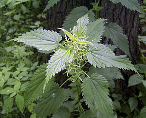 Urtica