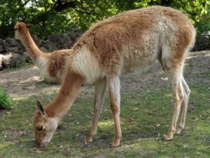 vicuna