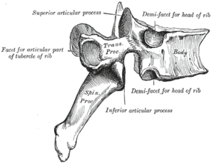 Vertebra