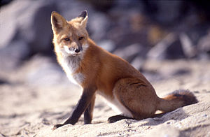 Vulpes