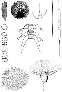 zooplankton