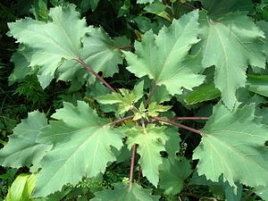 Xanthium