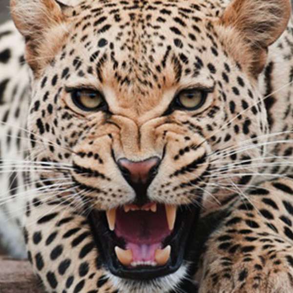 leopar